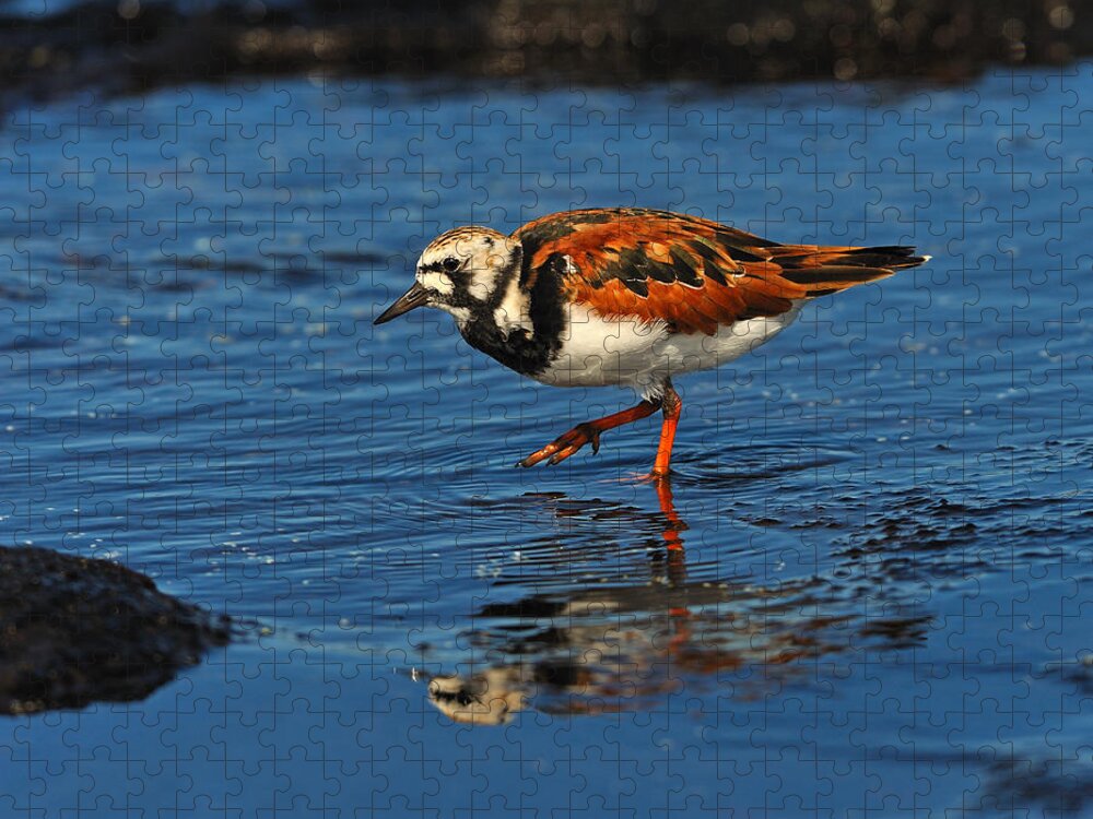 Ruddy Turnstone Jigsaw Puzzle featuring the photograph Ruddy Turnstone by Tony Beck