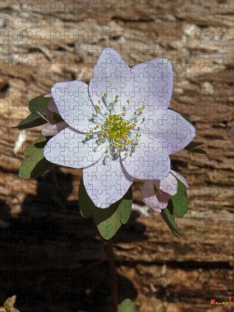 Flower Jigsaw Puzzle featuring the photograph Rue Anemone DSPF128 by Gerry Gantt