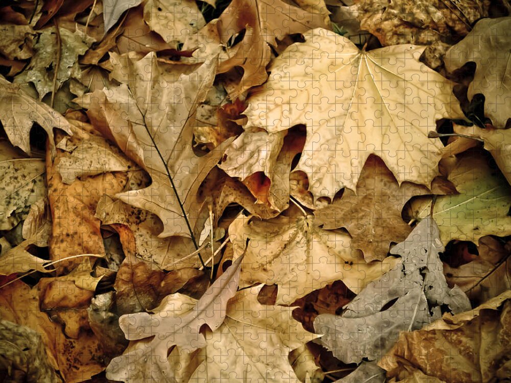 Leaf Jigsaw Puzzle featuring the photograph Rustle by Trish Tritz