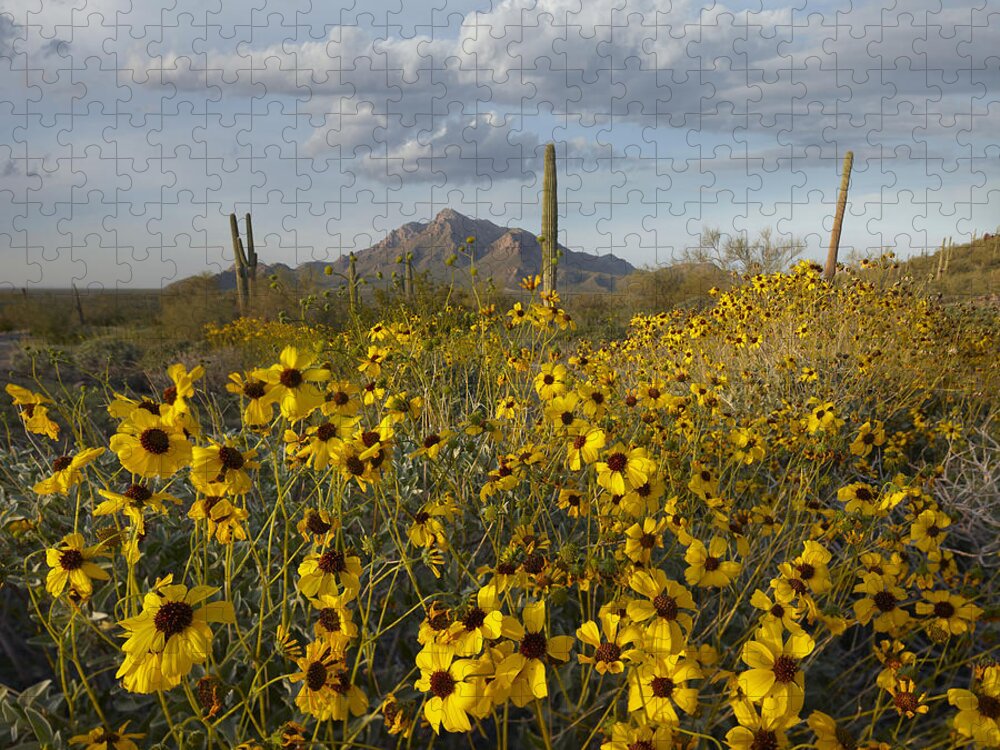 00443057 Jigsaw Puzzle featuring the photograph Saguaro Cacti And Brittlebush by Tim Fitzharris