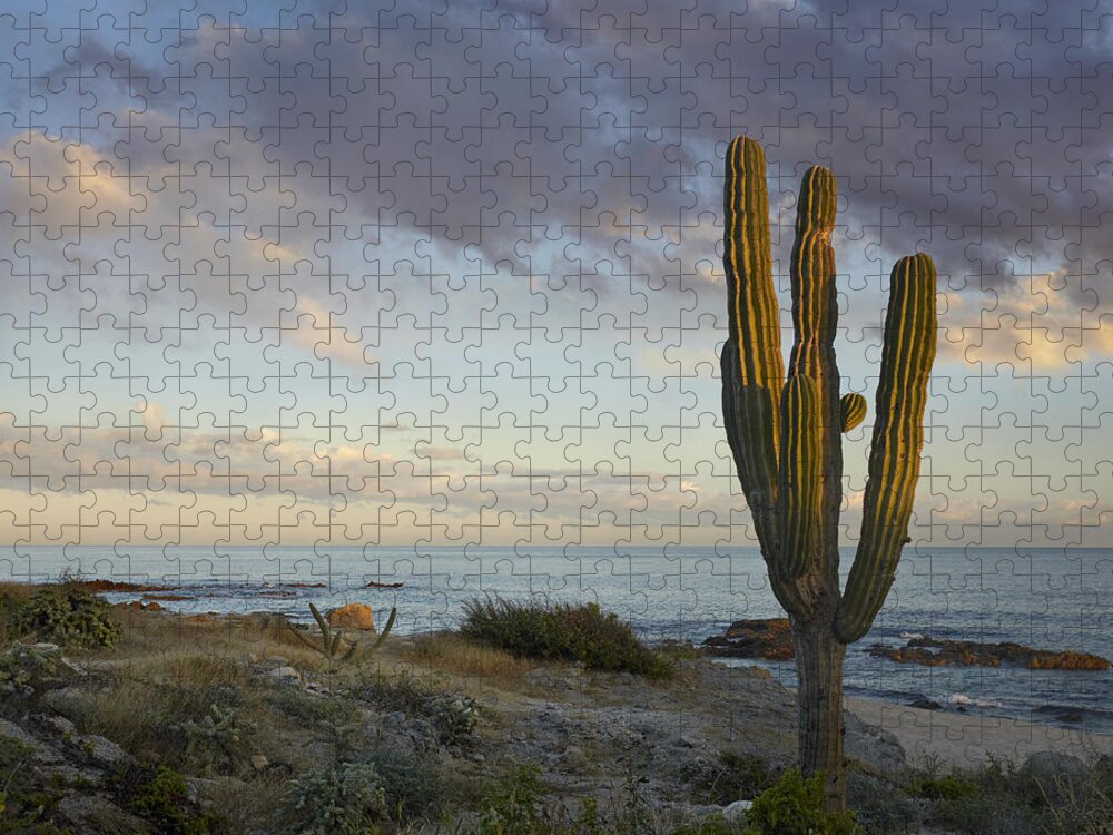 Mp Jigsaw Puzzle featuring the photograph Saguaro Carnegiea Gigantea Cactus by Tim Fitzharris