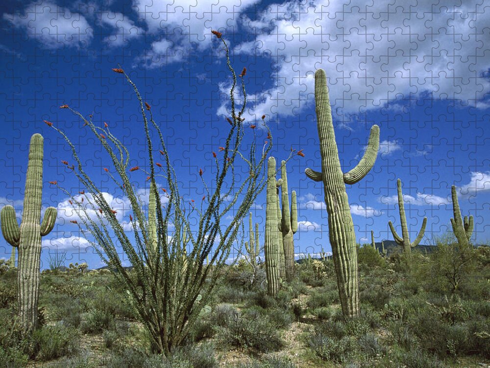 Mp Jigsaw Puzzle featuring the photograph Saguaro Carnegiea Gigantea Cactus by Tom Vezo