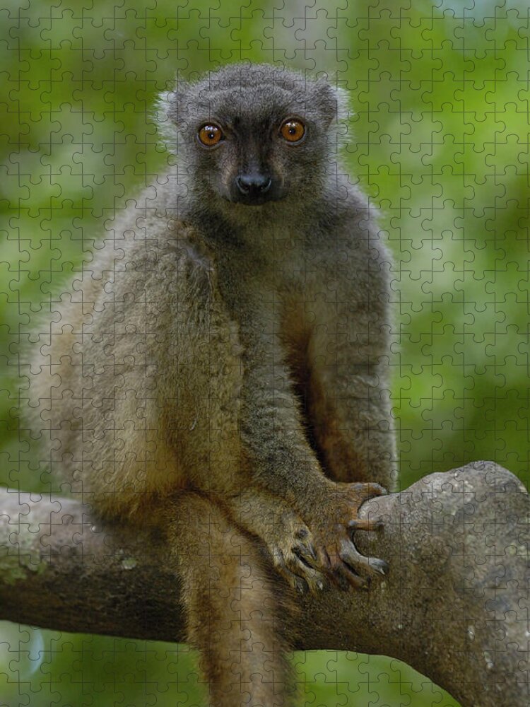 Mp Jigsaw Puzzle featuring the photograph Sanfords Brown Lemur Eulemur Fulvus by Pete Oxford