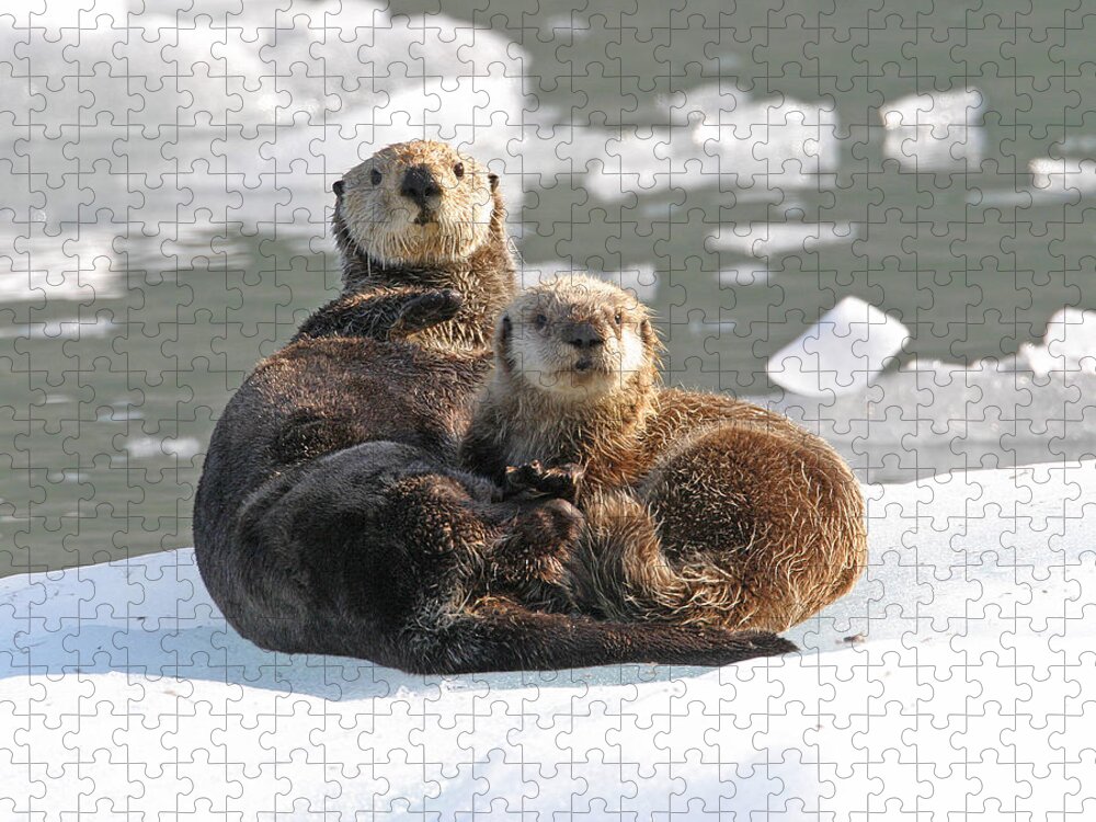 Flpa Jigsaw Puzzle featuring the photograph Sea Otter Enhydra Lutris Female by Michael Gore