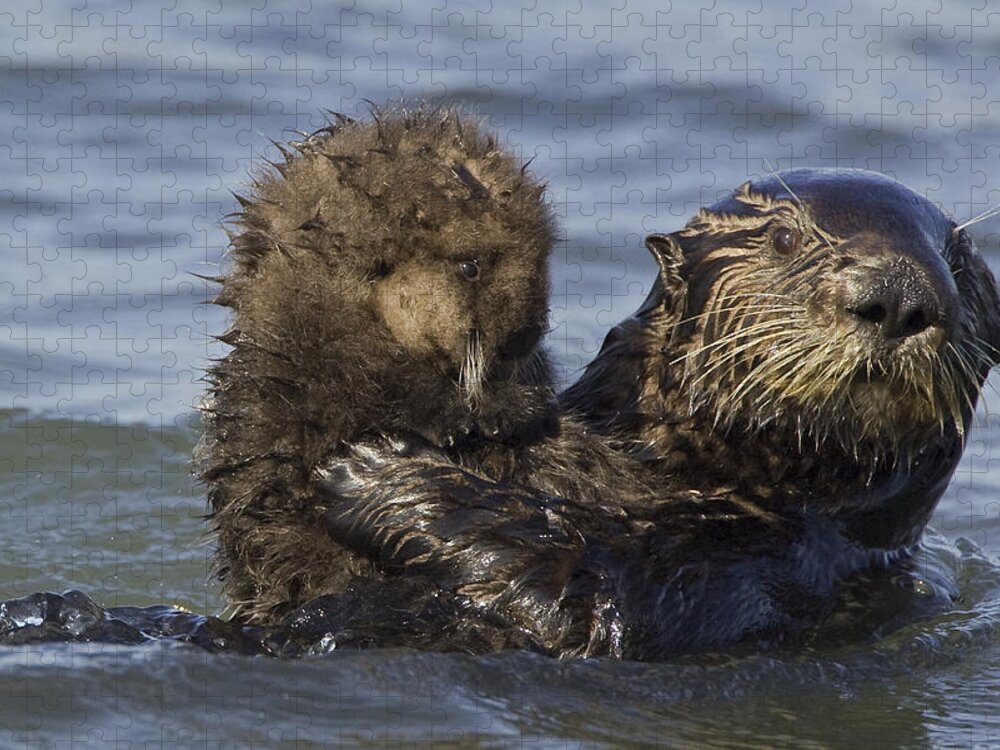 00438551 Jigsaw Puzzle featuring the photograph Sea Otter Mother Holding Pup Monterey by Suzi Eszterhas
