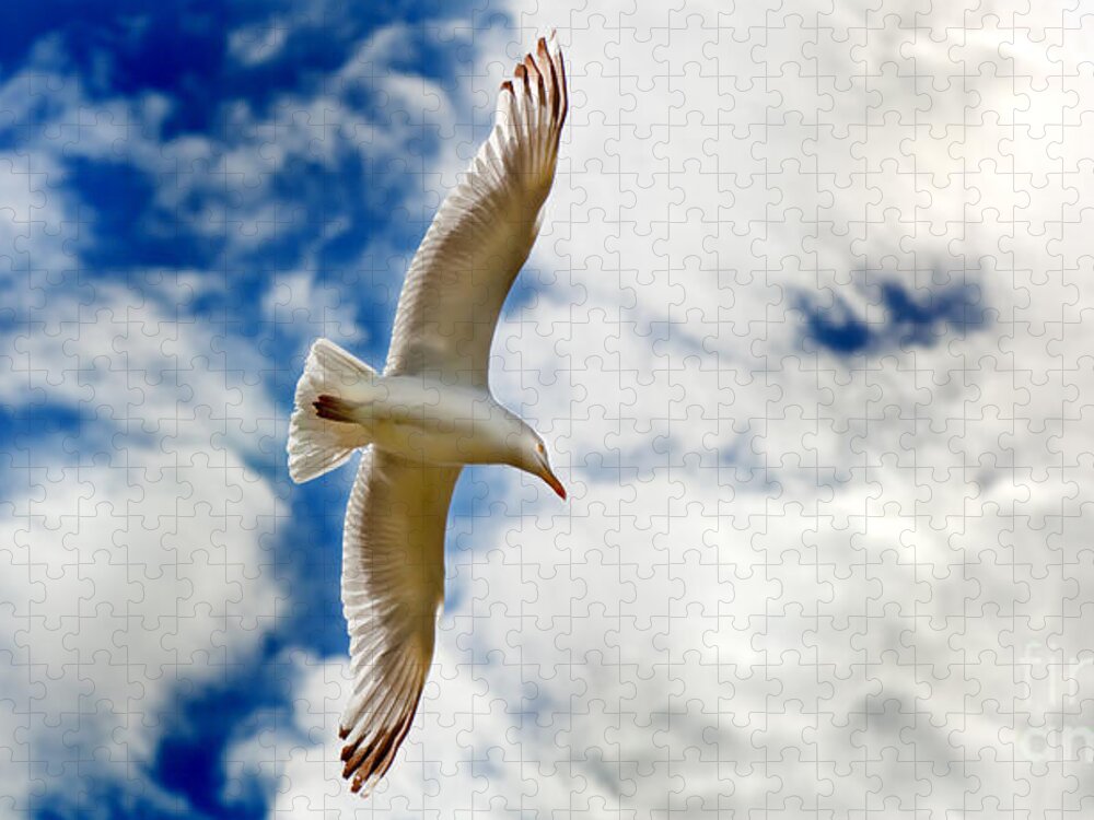Seagul Jigsaw Puzzle featuring the photograph Seagul gliding in flight by Simon Bratt