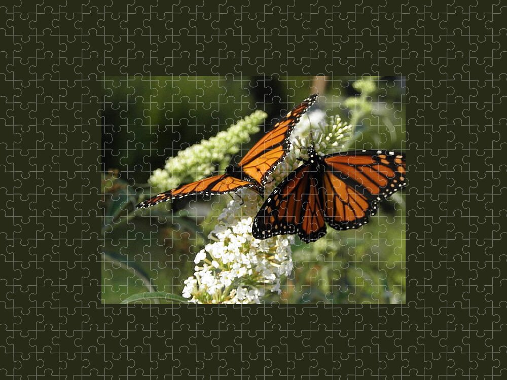 Monarch Jigsaw Puzzle featuring the photograph Sharing by Kim Galluzzo