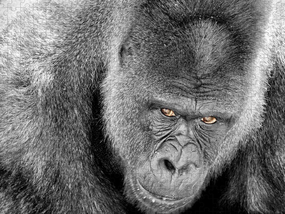 Ape Jigsaw Puzzle featuring the photograph Silverback Staredown by Jason Politte