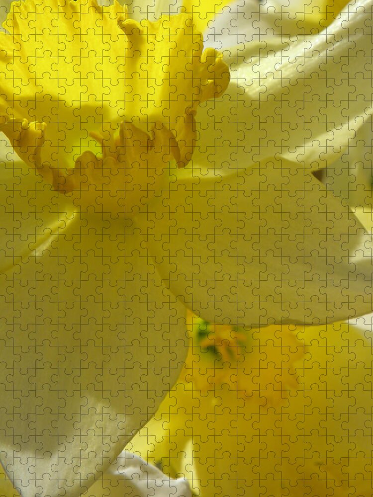 Daffodil Jigsaw Puzzle featuring the photograph Simplicity Within by Kim Galluzzo
