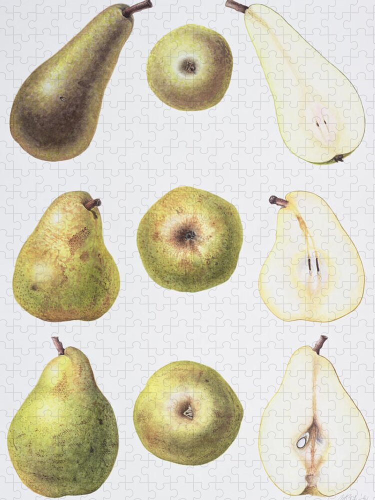 Pear Jigsaw Puzzle featuring the painting Six Pears by Margaret Ann Eden