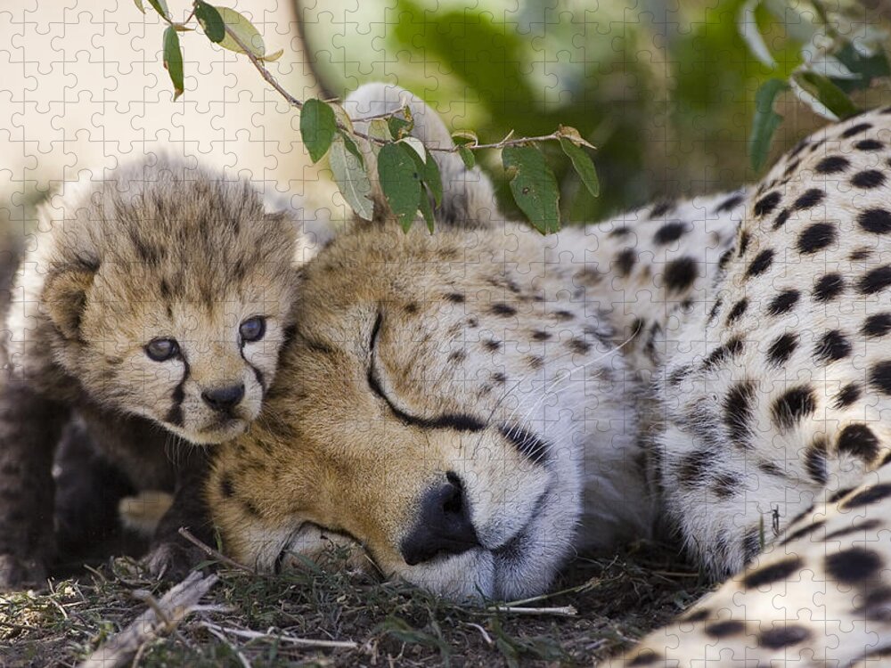 Mp Jigsaw Puzzle featuring the photograph Sleeping Cheetah And Cub Kenya by Suzi Eszterhas