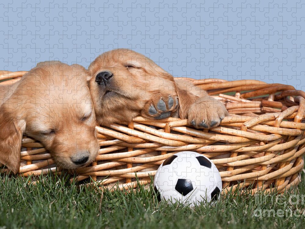 Dogs Jigsaw Puzzle featuring the photograph Sleeping Puppies in Basket and Toy Ball by Cindy Singleton