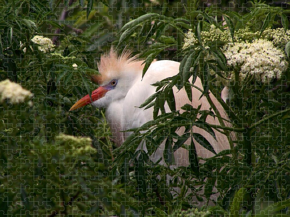 Nature Jigsaw Puzzle featuring the photograph Sleepy Egret in Elderberry by Peggy Urban