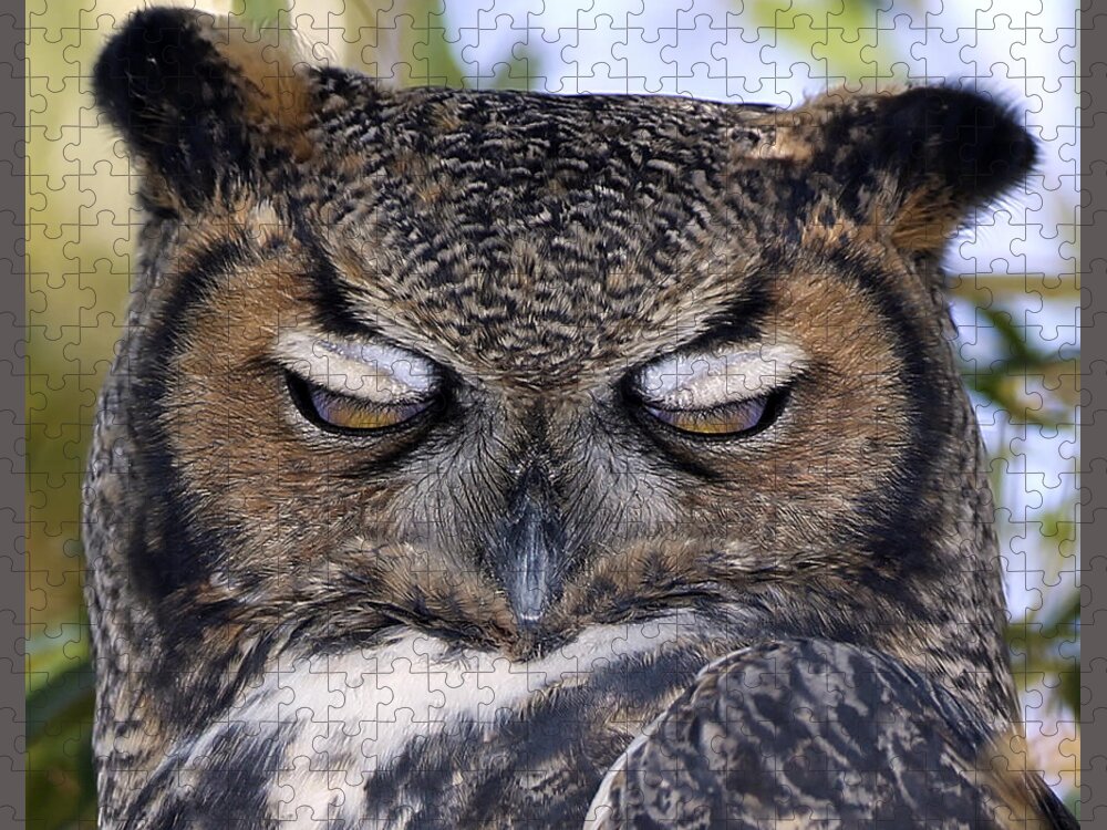 Landscape Jigsaw Puzzle featuring the photograph Sleepy owl by John T Humphrey