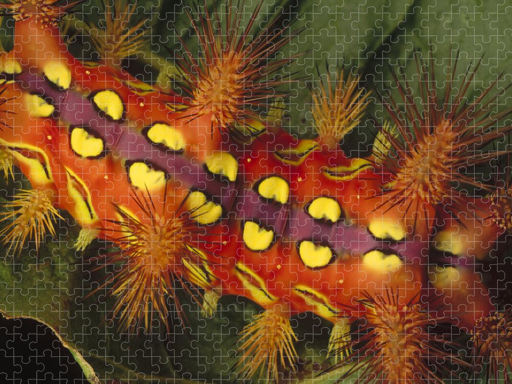 Mp Jigsaw Puzzle featuring the photograph Slug Caterpillar Setora Fletcheri Shows by Mark Moffett