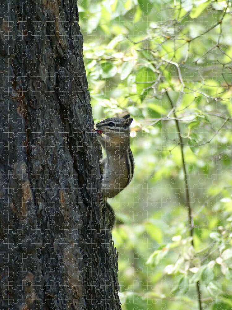 Chipmunk Jigsaw Puzzle featuring the photograph Snacking in the Woods by Ben Upham III