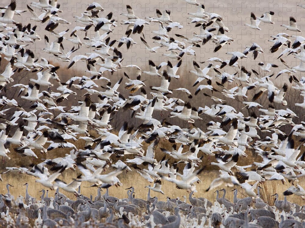 00465740 Jigsaw Puzzle featuring the photograph Snow Geese Taking Flight With Sandhill by Sebastian Kennerknecht