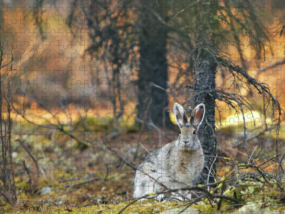Alaska Jigsaw Puzzle featuring the photograph Snowshoe Hare by Rick Berk