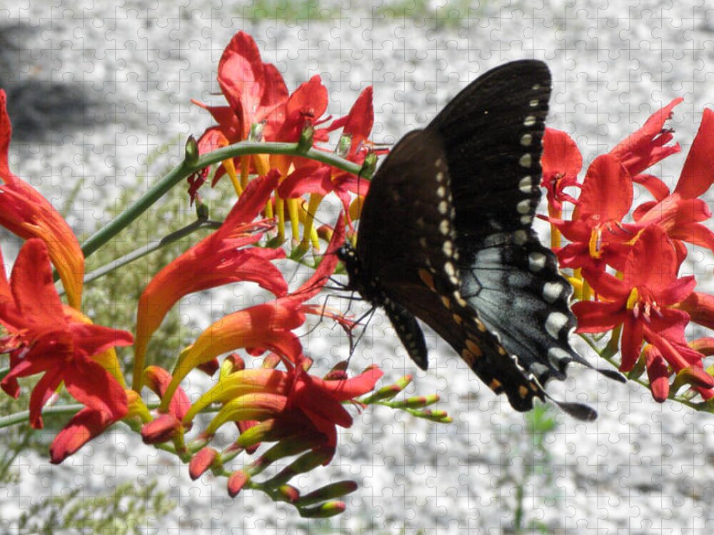 Butterfly Jigsaw Puzzle featuring the photograph So Many To Take From by Kim Galluzzo