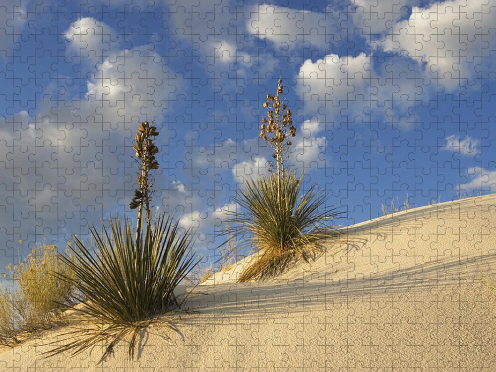 Mp Jigsaw Puzzle featuring the photograph Soaptree Yucca Yucca Elata Pair Growing by Konrad Wothe