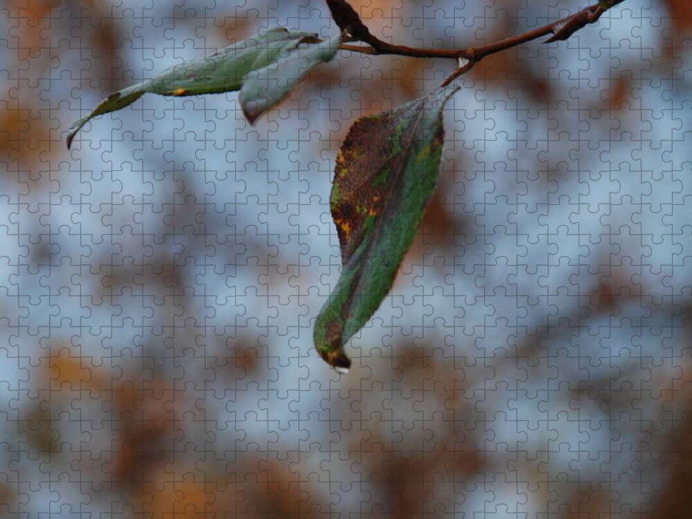 Leaf Jigsaw Puzzle featuring the photograph Solitary by Michael Merry