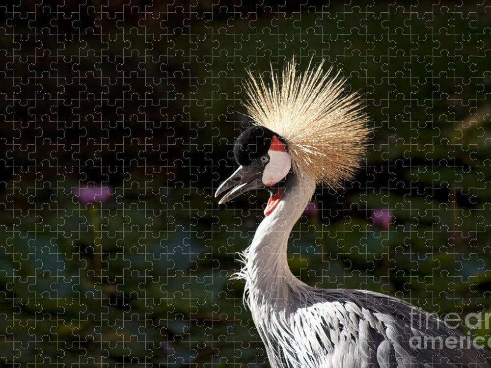 Crowned Crane Jigsaw Puzzle featuring the photograph South African Grey Crowned Crane by Sharon Mau