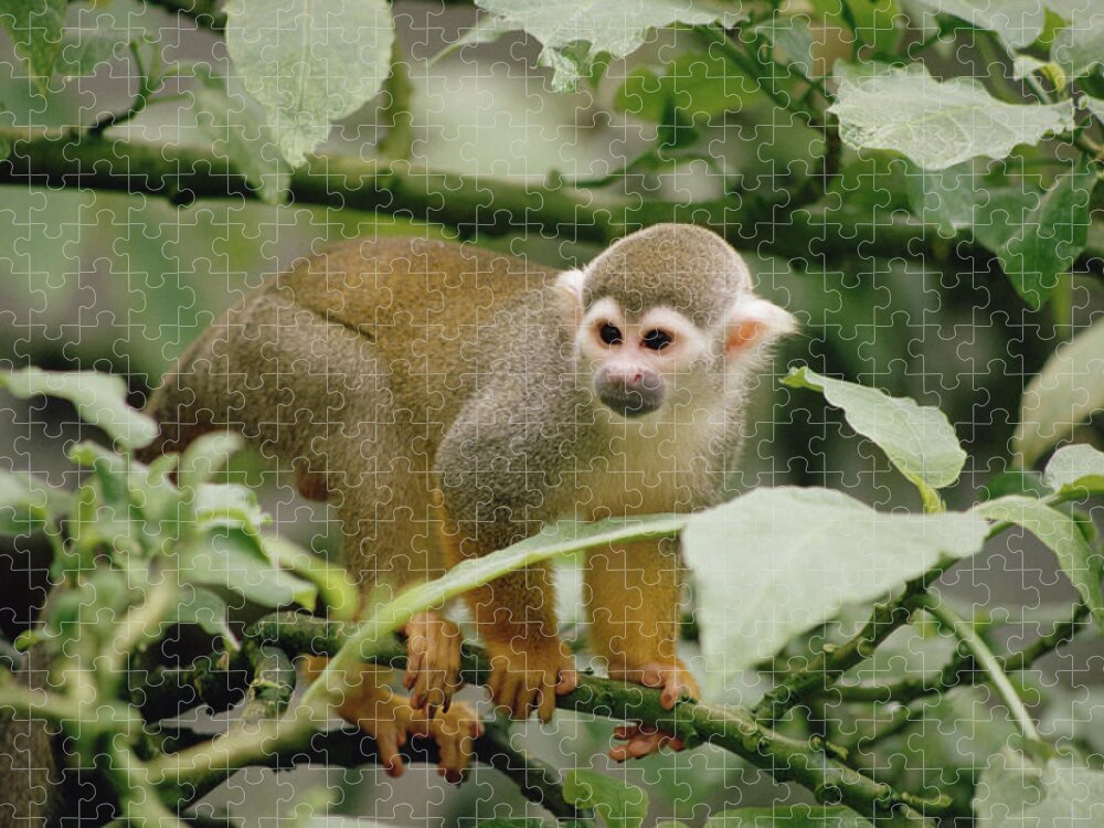 Mp Jigsaw Puzzle featuring the photograph South American Squirrel Monkey Saimiri by Gerry Ellis