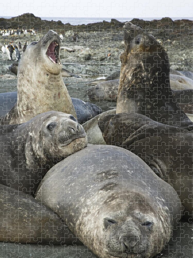 00427967 Jigsaw Puzzle featuring the photograph Southern Elephant Seal Juveniles by Colin Monteath