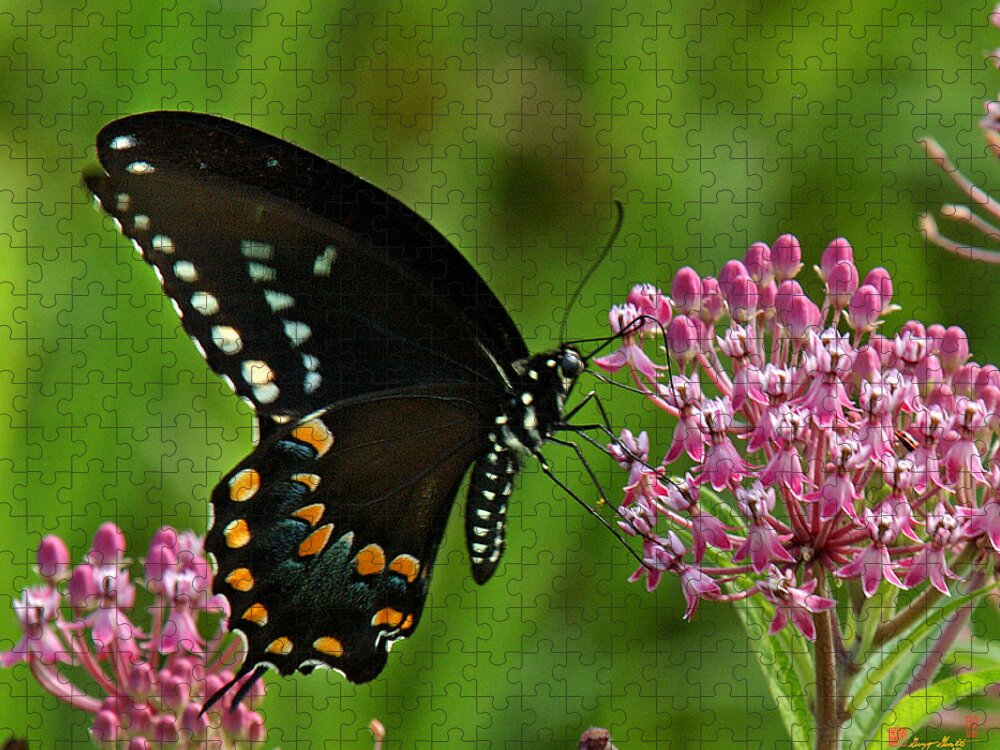 Nature Jigsaw Puzzle featuring the photograph Spicebush Swallowtail DIN039 by Gerry Gantt