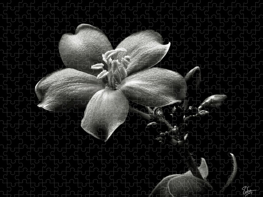 Flower Jigsaw Puzzle featuring the photograph Spicy Jatropha in Black and White by Endre Balogh