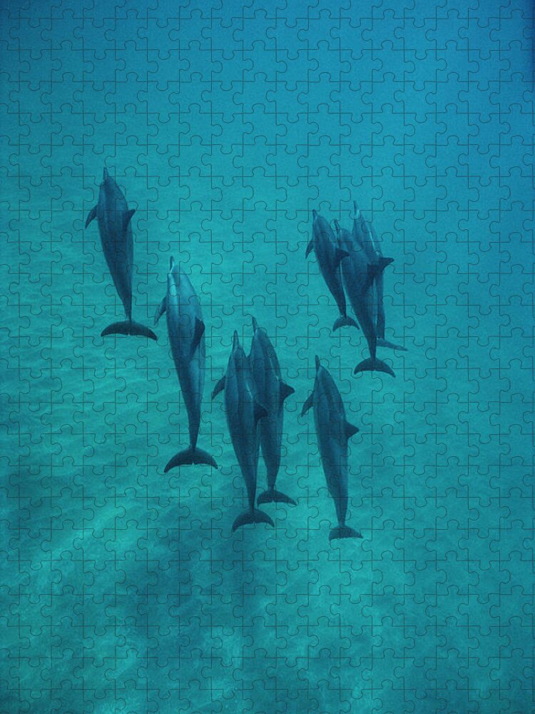 00087133 Jigsaw Puzzle featuring the photograph Spinner Dolphin Group Underwater Bahamas by Flip Nicklin