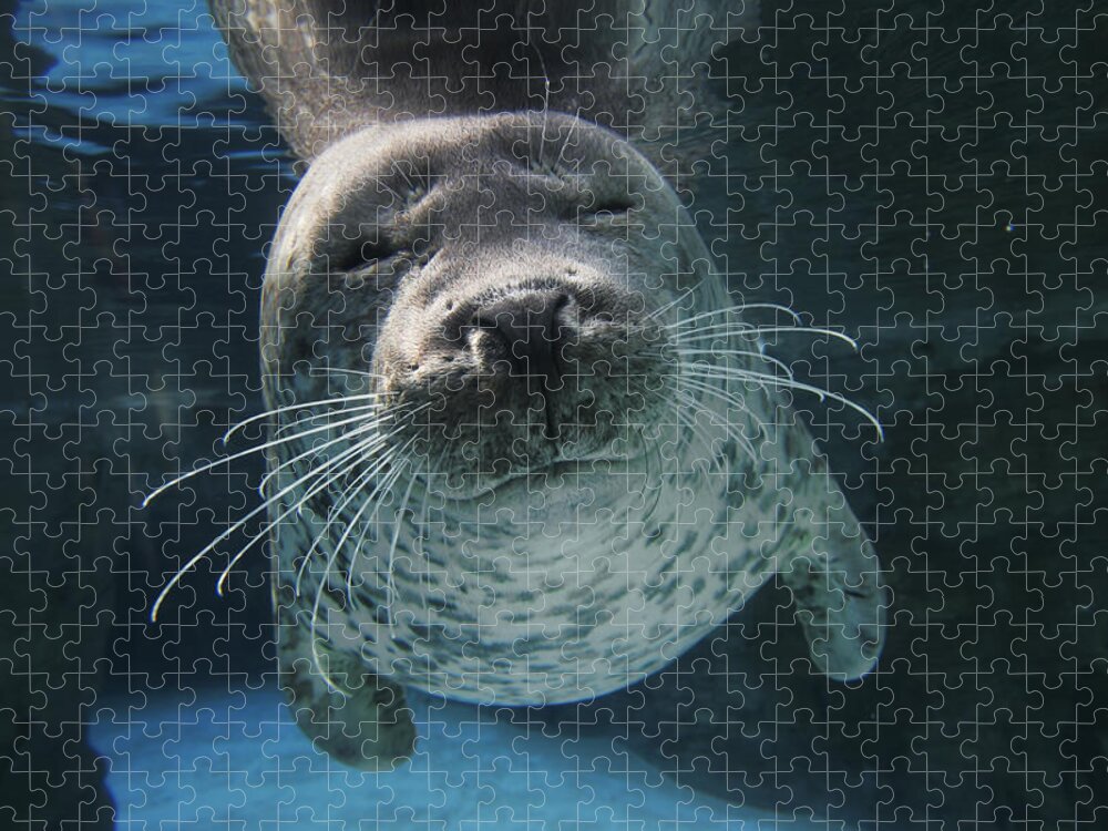Mp Jigsaw Puzzle featuring the photograph Spotted Seal Phoca Largha, Japan by Hiroya Minakuchi