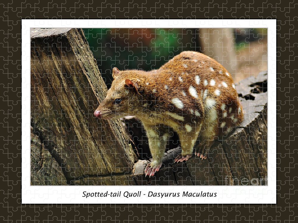 Photography Jigsaw Puzzle featuring the photograph Spotted-tail Quoll 2 by Kaye Menner