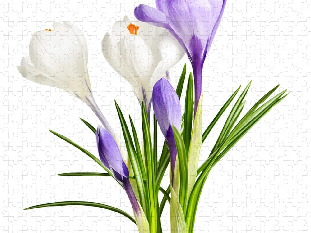 Flowers Jigsaw Puzzle featuring the photograph Spring crocus flowers on white by Elena Elisseeva