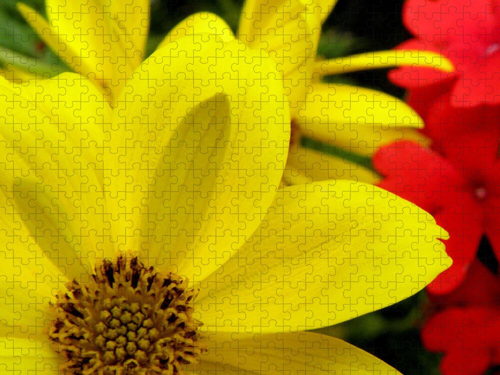 Yellow Flower Jigsaw Puzzle featuring the photograph Spring Has Sprung by Kim Galluzzo
