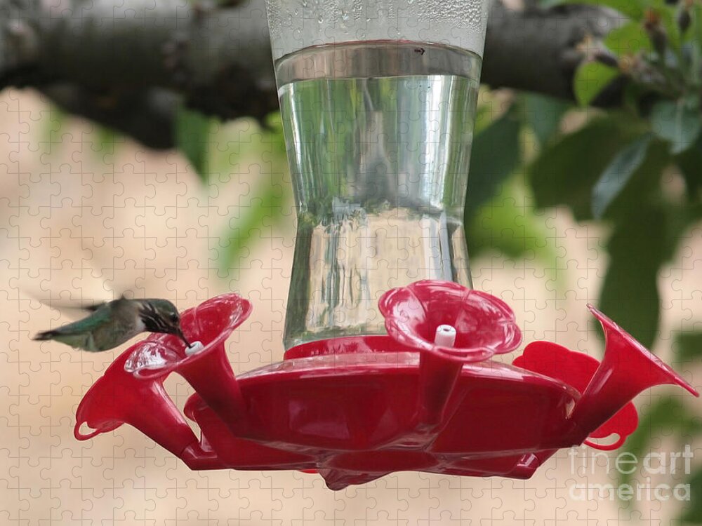 Hummingbird Jigsaw Puzzle featuring the photograph Spring Hummingbird at Feeder by Carol Groenen