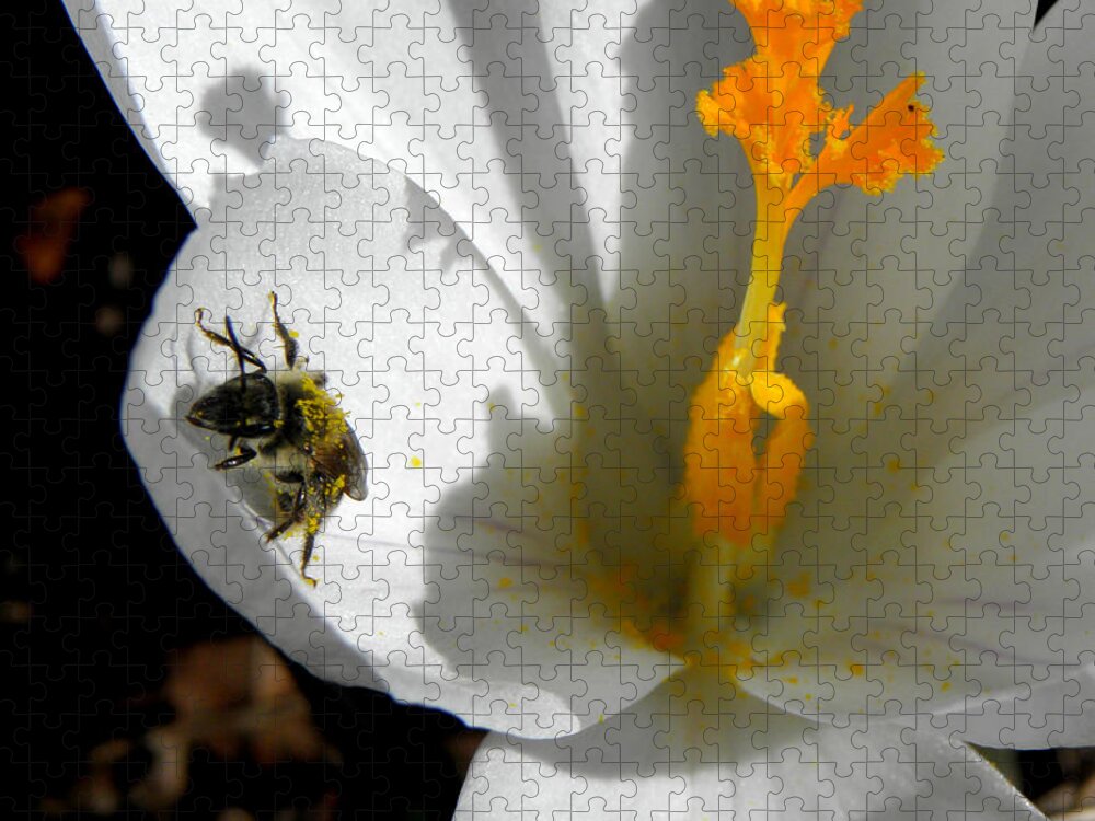 Bee Jigsaw Puzzle featuring the photograph Springs First Pollination by Kim Galluzzo
