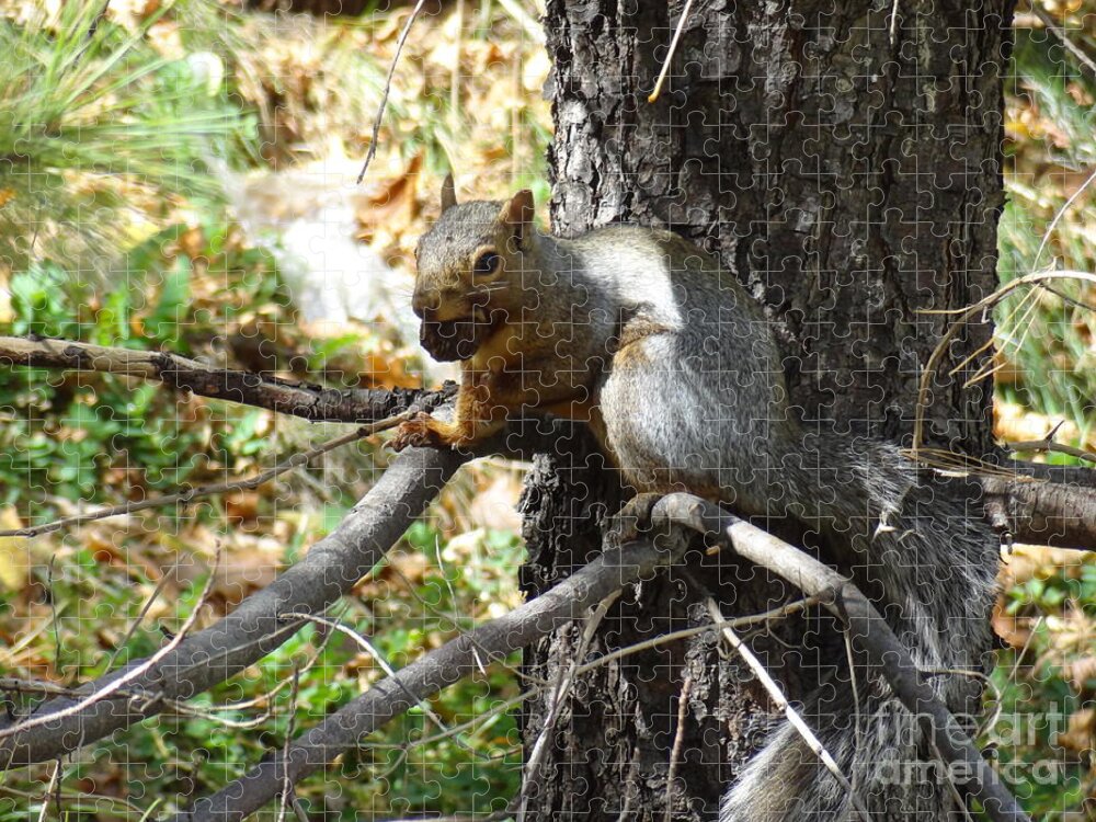 Squirrel Jigsaw Puzzle featuring the photograph Squirrling Away by Laurel Best