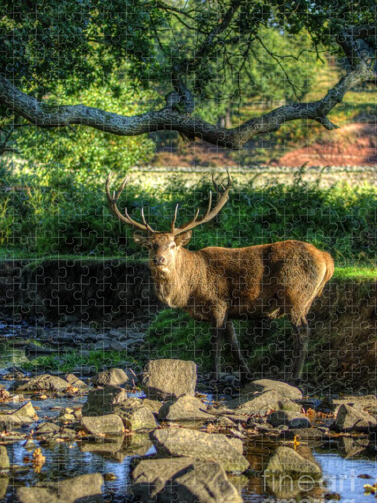 Fallow Deer Jigsaw Puzzle featuring the photograph Stag by Yhun Suarez