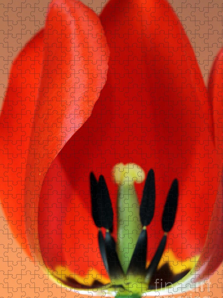 Pollen Jigsaw Puzzle featuring the photograph Stamen Of Tulip by Photo Researchers Inc
