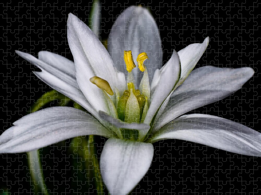 Macro Jigsaw Puzzle featuring the photograph Star of Bethlehem by Lori Coleman