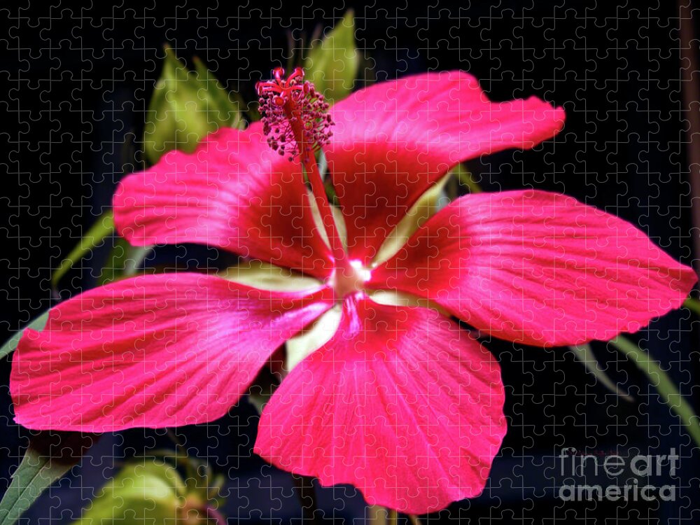 Hibiscus Photography Jigsaw Puzzle featuring the photograph Star of Texas II by Patricia Griffin Brett