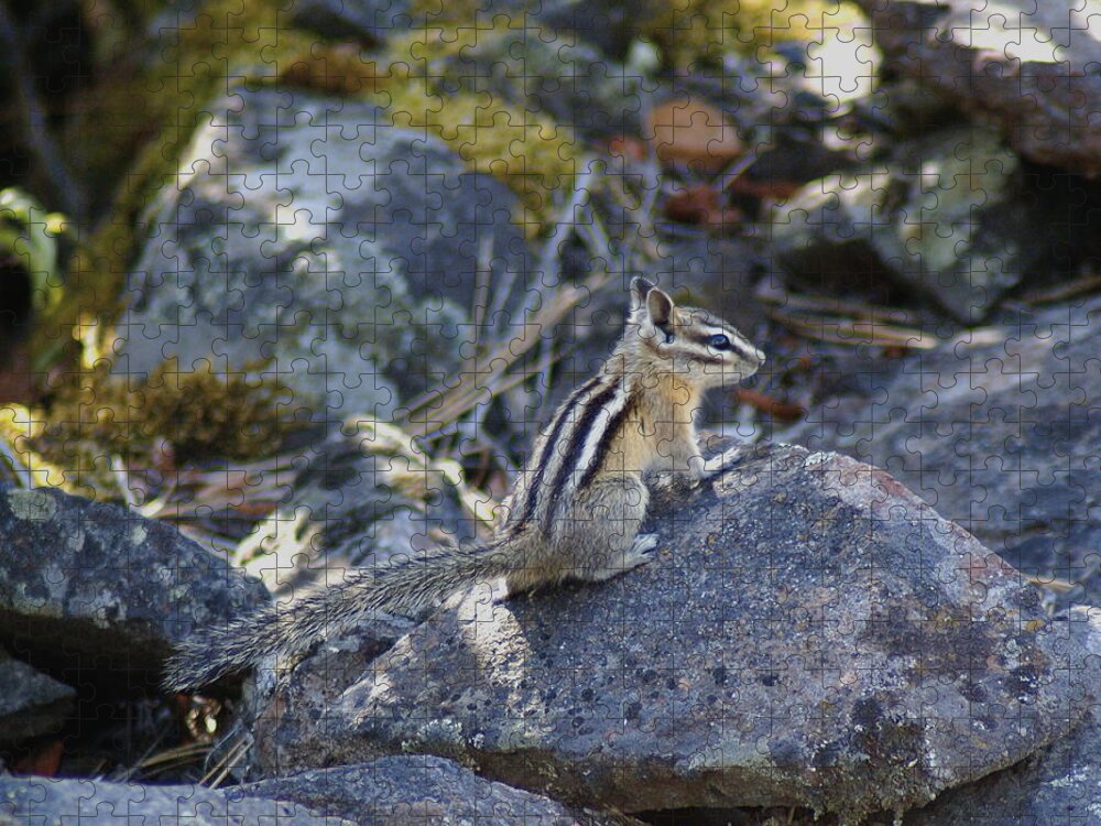 Chipmunks Jigsaw Puzzle featuring the photograph Straight Tailed Chipmunk on a Rock by Ben Upham III