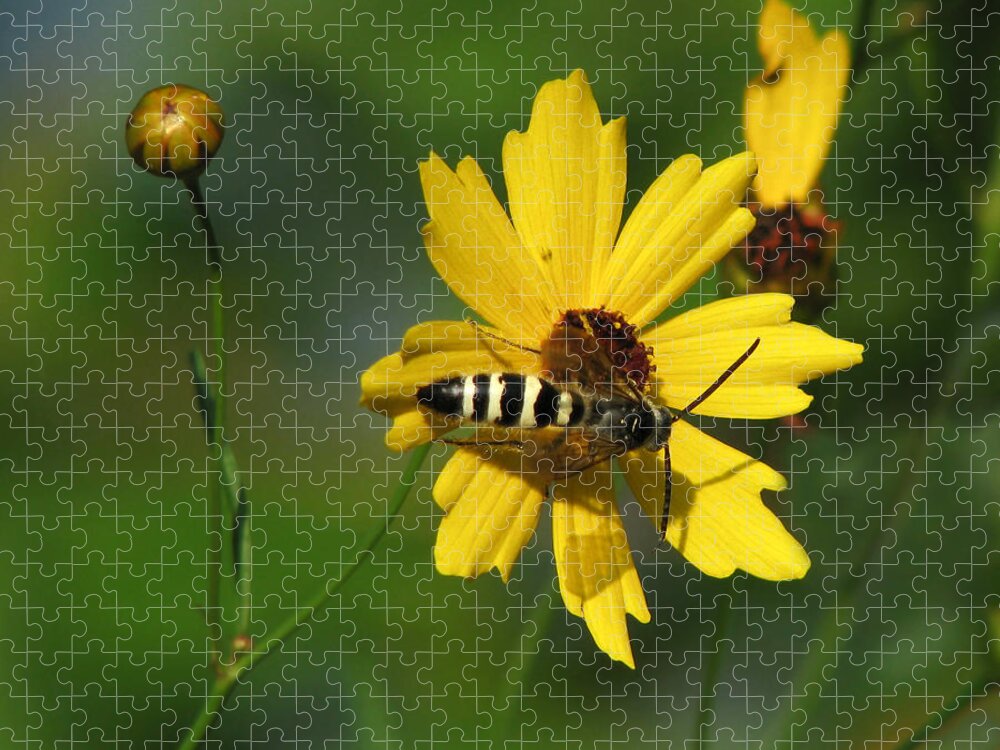 Nature Jigsaw Puzzle featuring the photograph Striped Bee on Wildflower by Peggy Urban