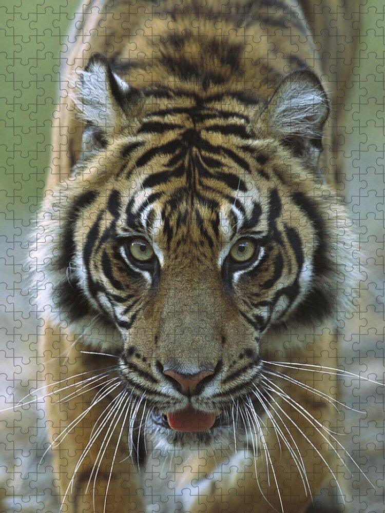 Mp Jigsaw Puzzle featuring the photograph Sumatran Tiger Panthera Tigris Sumatrae by Zssd