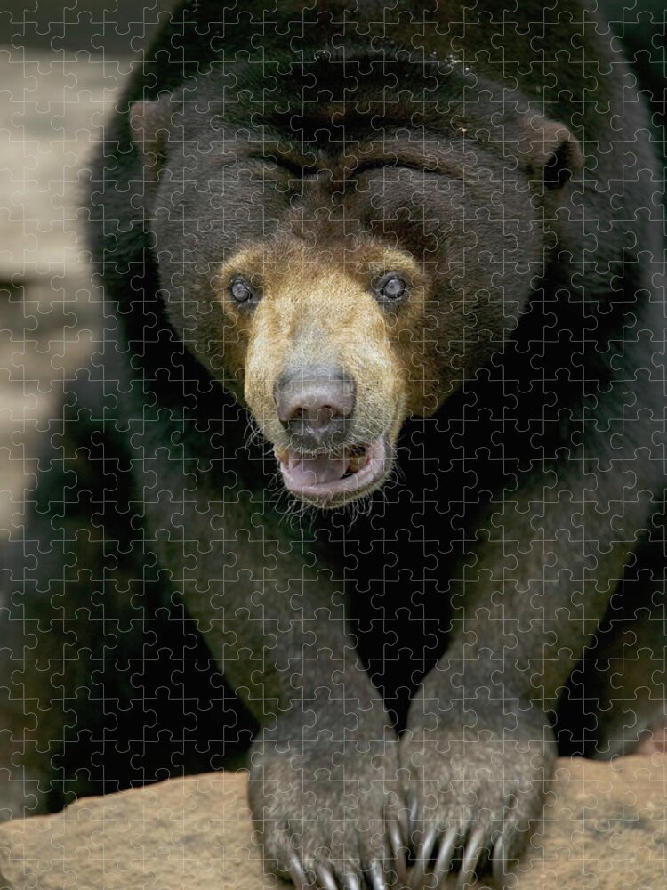 Mp Jigsaw Puzzle featuring the photograph Sun Bear Helarctos Malayanus Portrait by Cyril Ruoso