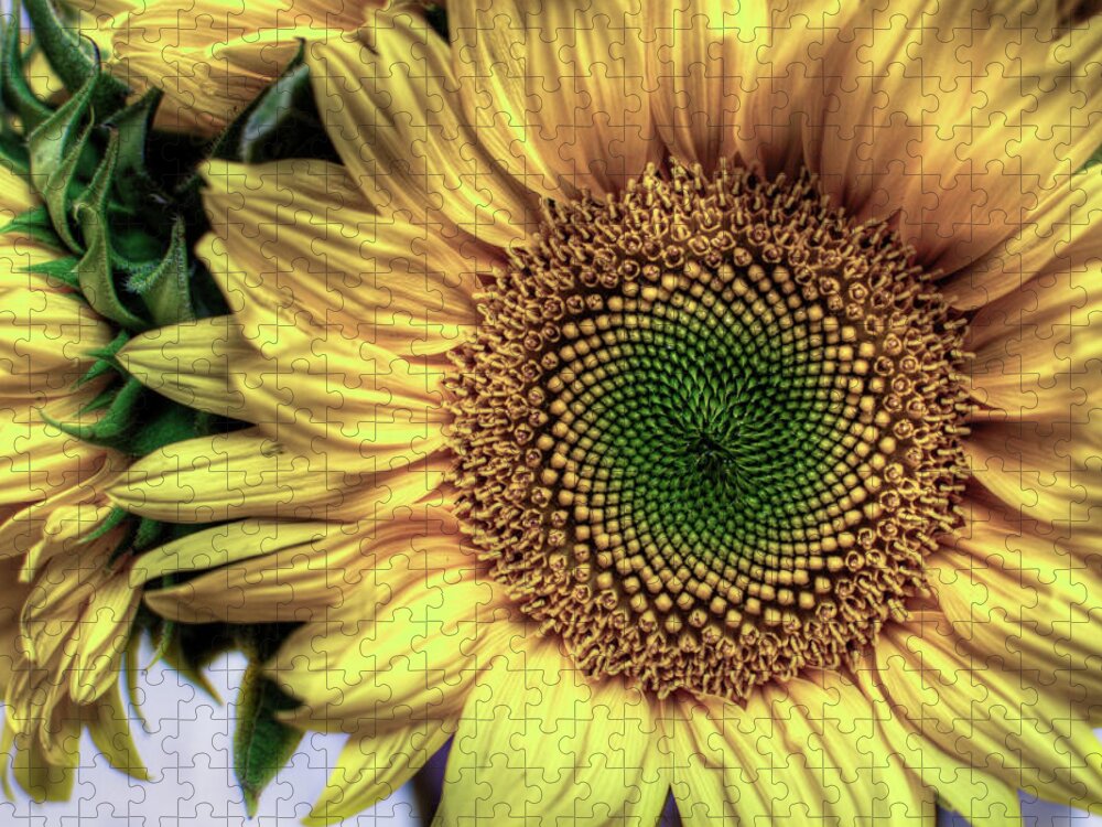  Jigsaw Puzzle featuring the photograph Sunflower 28 by Natasha Bishop