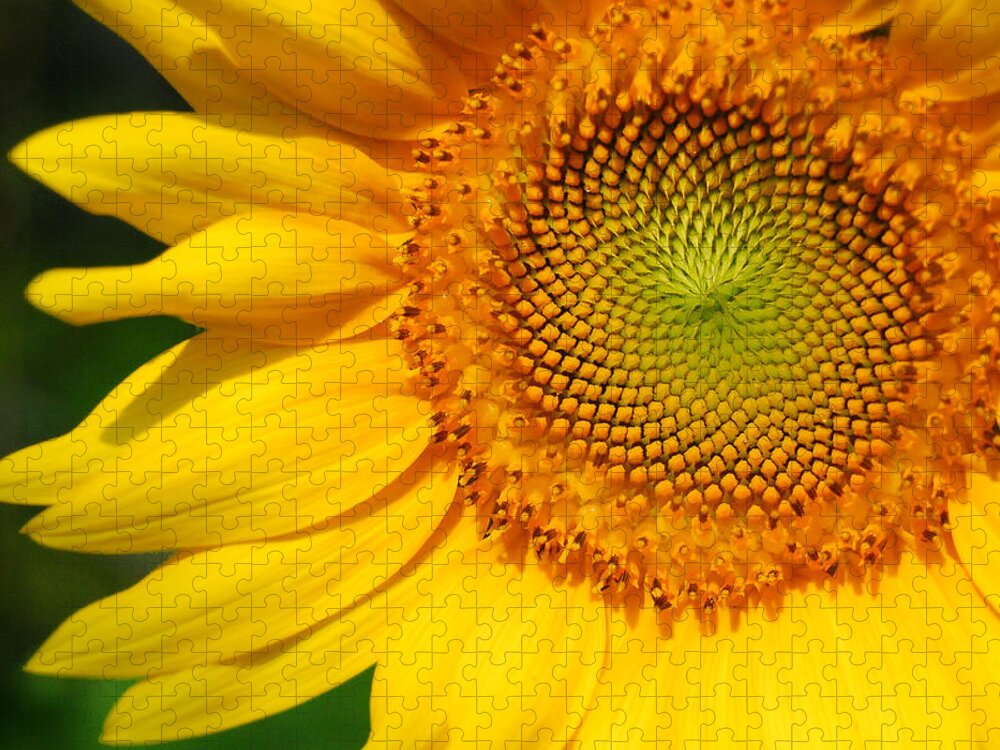 Flower Jigsaw Puzzle featuring the photograph Sunflower by Craig Leaper