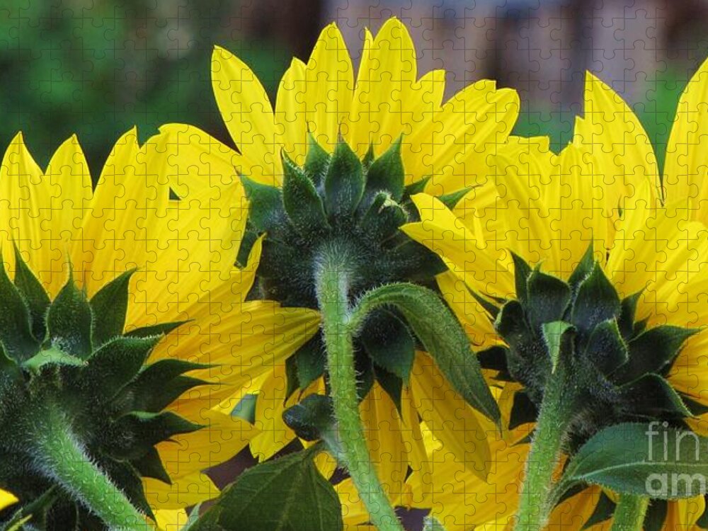 Sunflowers Details Yellow Behind Jigsaw Puzzle featuring the photograph Sunflowers by Michele Penner