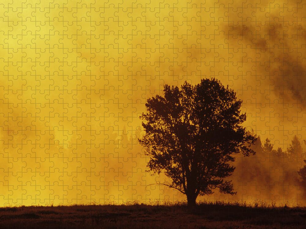 Mp Jigsaw Puzzle featuring the photograph Sunrise Through Thermal Fog And Lone by Gerry Ellis